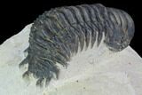 Bargain, Crotalocephalina Trilobite - Atchana, Morocco #92373-3